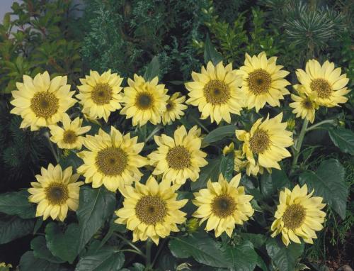 Декоративные подсолнухи на дачном участке. Декоративный подсолнух