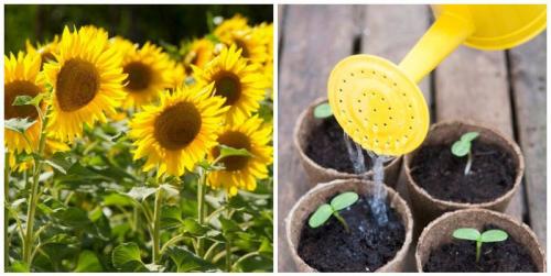 Подсолнух, как растет. Как сажать подсолнух: методика и правила