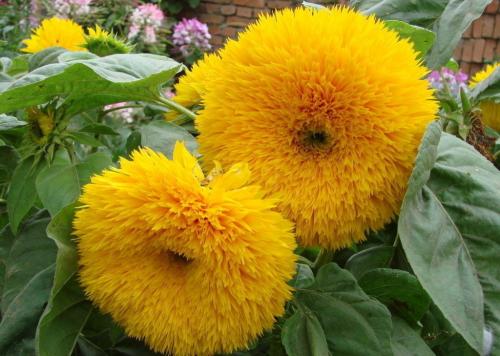 Декоративные подсолнухи на дачном участке. Декоративный подсолнух