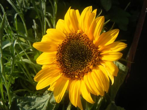 Декоративные подсолнухи на дачном участке. Декоративный подсолнух