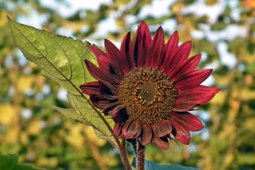 Декоративные подсолнухи на дачном участке. Декоративный подсолнух