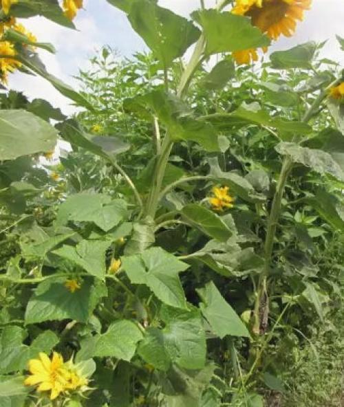 Подсолнух с чем сажать. С чем рядом можно сажать подсолнух: возможно ли хорошее соседство на грядке