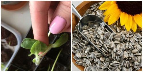 Подсолнух, как растет. Как сажать подсолнух: методика и правила