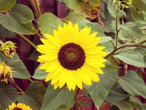 Декоративные подсолнухи на дачном участке. Декоративный подсолнух