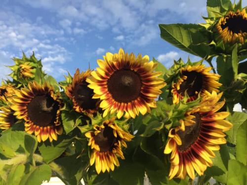 Декоративные подсолнухи на дачном участке. Декоративный подсолнух