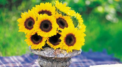 Декоративные подсолнухи на дачном участке. Декоративный подсолнух