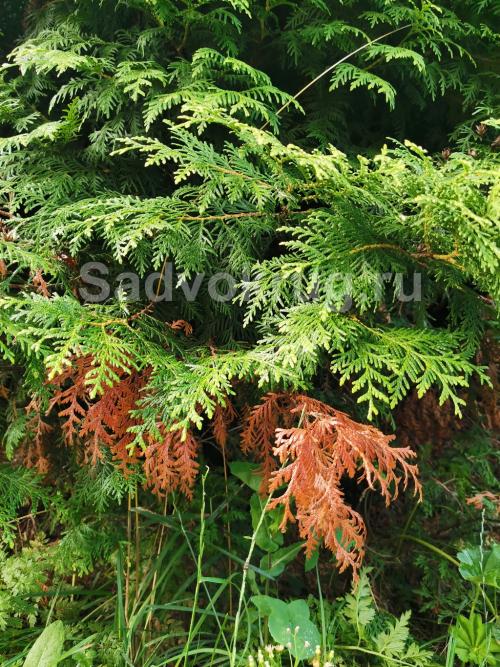 Заболела туя, что делать. Болезни туи и как их избежать?