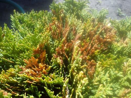 Болезни туи и чем лечить. Болезни туй и их лечение 07