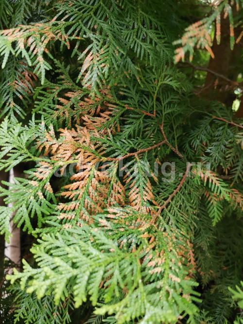 Заболела туя, что делать. Болезни туи и как их избежать?