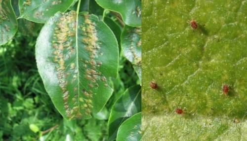 Болезни и вредители яблони. Общие принципы борьбы с болезнями яблонь 08