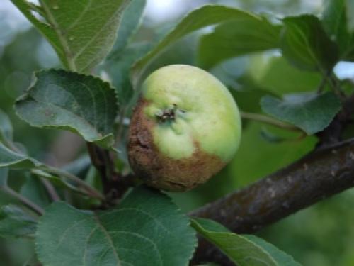 Болезни и вредители яблони. Общие принципы борьбы с болезнями яблонь 02