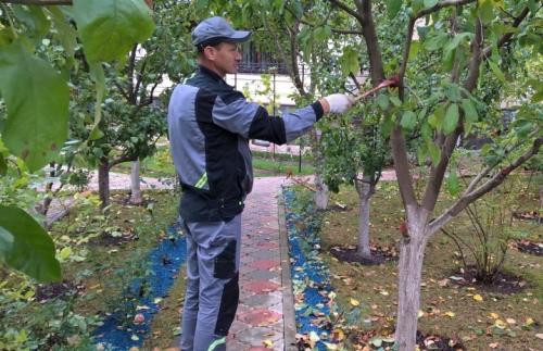 Как спасти дерево от гриба. Разновидности грибка на деревьях 08