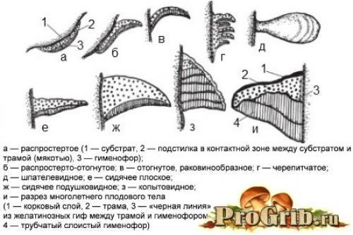Гриб трутовик и дерево отношения. Сокровище, подаренное природой: подробное описание и особенности трутовика