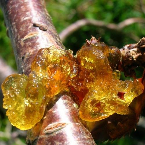 Как спасти дерево от гриба. Разновидности грибка на деревьях 02