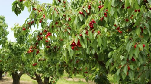 Грибы на черешне. Болезни и вредители черешни