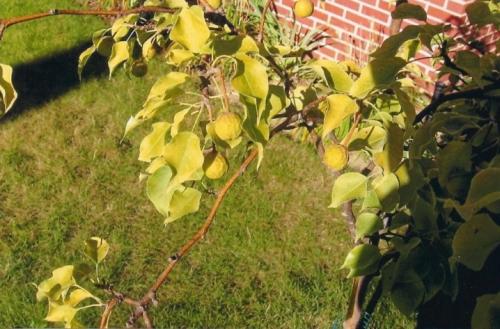 Болезни и вредители яблони. Общие принципы борьбы с болезнями яблонь 05