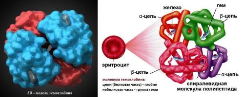 Топ-5 продуктов для хорошего гемоглобина. Тонкости повышения гемоглобина 03