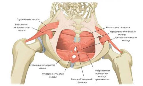 Упражнения Кегеля при недержании мочи у женщин. Как правильно выполнять упражнения 01 Упражнения Кегеля при недержании мочи у женщин. Как правильно выполнять упражнения 01