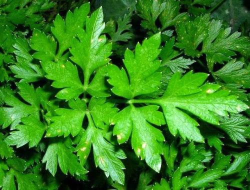 В каких продуктах содержится магний. В каких продуктах магния больше всего? 06 В каких продуктах содержится магний. В каких продуктах магния больше всего? 06