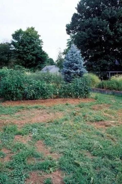 Дисковать или пахать. Целина под огород —, как разработать и как перекапывать землю