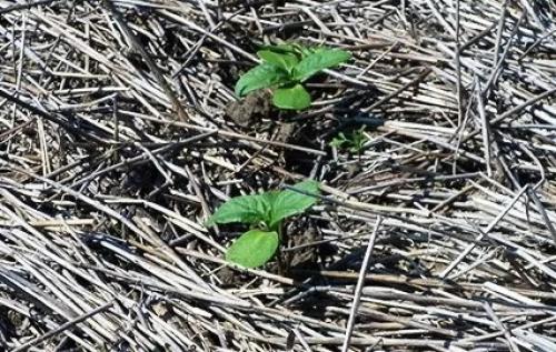 Дисковать или пахать. Целина под огород —, как разработать и как перекапывать землю