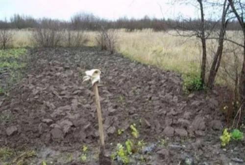 Дисковать или пахать. Целина под огород —, как разработать и как перекапывать землю