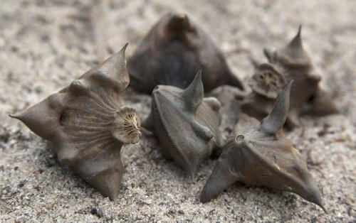 Десять самых полезных орехов. 10 самых полезных орехов для здоровья 12