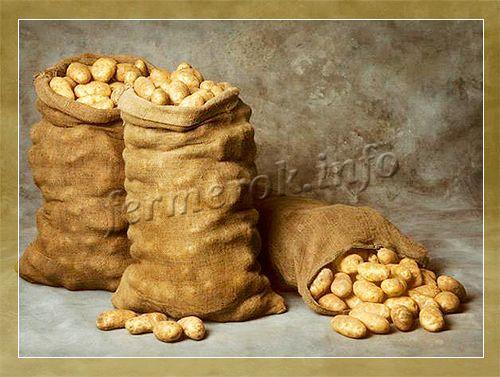 Арбуз Сахарный малыш. Правила выращивания и ухода 08 Арбуз Сахарный малыш. Правила выращивания и ухода 08