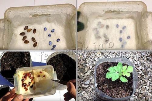 Арбуз Сахарный малыш. Правила выращивания и ухода 09 Арбуз Сахарный малыш. Правила выращивания и ухода 09