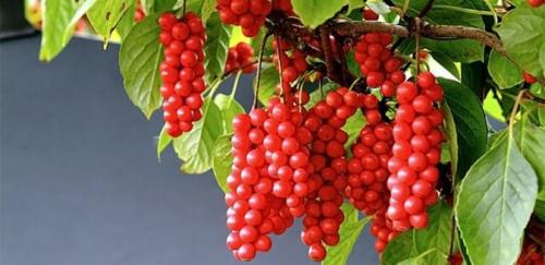 Лимонник китайский корневая система. Как выглядит китайский лимонник