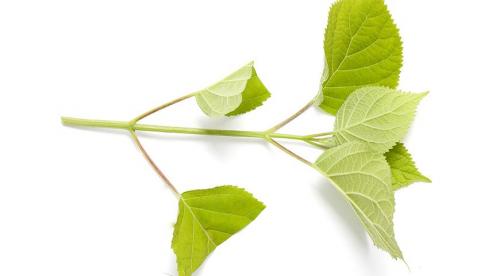 Как размножить кустарники черенками. Отдельно про розы 03