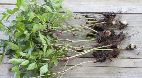 Как размножить кустарники черенками. Отдельно про розы 02