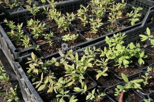 Сроки черенкования декоративных кустарников. Условия и правила размножение декоративных кустарников черенками