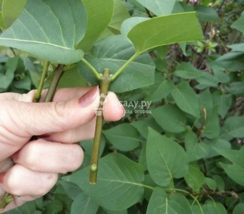 Сроки черенкования декоративных кустарников. Условия и правила размножение декоративных кустарников черенками