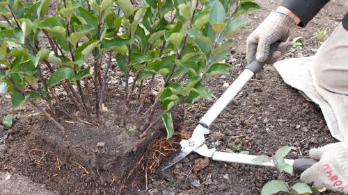 Какие деревья можно размножать черенками. Как легко размножать понравившиеся плодовые деревья?