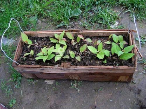 Сроки черенкования декоративных кустарников. Условия и правила размножение декоративных кустарников черенками