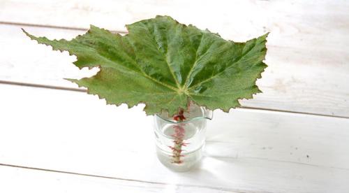 Как размножить кустарники черенками. Отдельно про розы 01