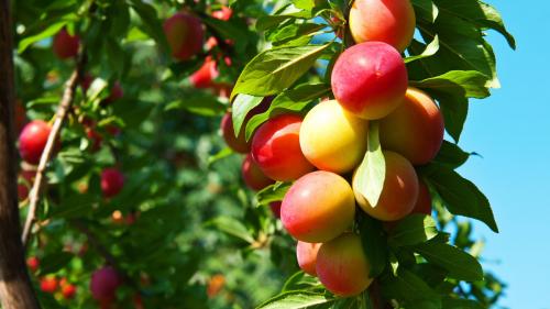 Какие деревья можно размножать черенками. Как легко размножать понравившиеся плодовые деревья?