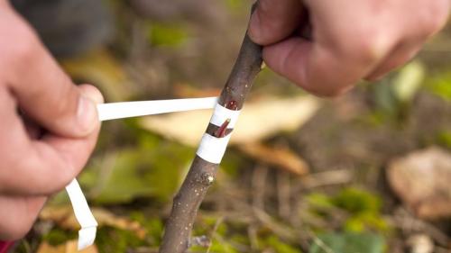 Какие деревья можно размножать черенками. Как легко размножать понравившиеся плодовые деревья?