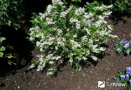 Как размножить кустарники черенками. Отдельно про розы 08