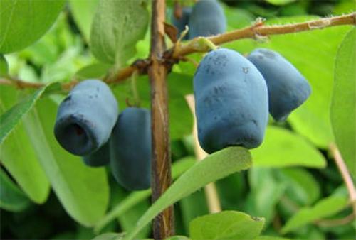 Все сорта жимолости. Сорта и виды жимолости