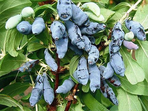 Все сорта жимолости. Сорта и виды жимолости