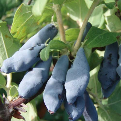 Все сорта жимолости. Сорта и виды жимолости