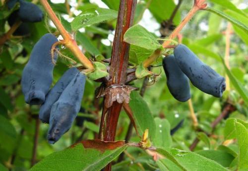 Сорта низкорослой жимолости. Лучшие сорта жимолости — ТОП-50 2022 года