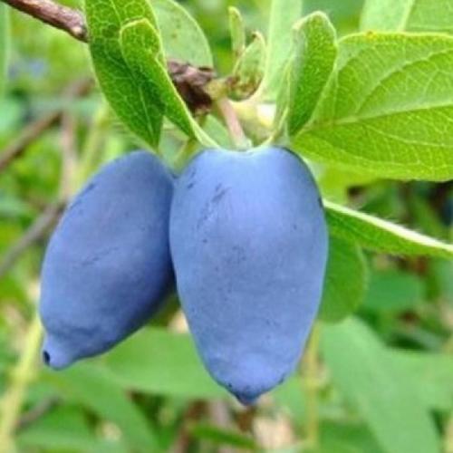 Сорта низкорослой жимолости. Лучшие сорта жимолости — ТОП-50 2022 года