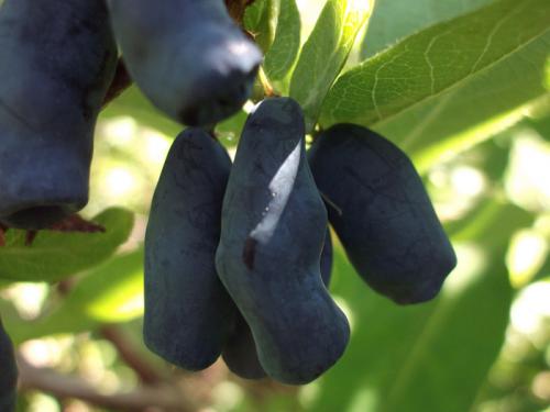 Сорта низкорослой жимолости. Лучшие сорта жимолости — ТОП-50 2022 года