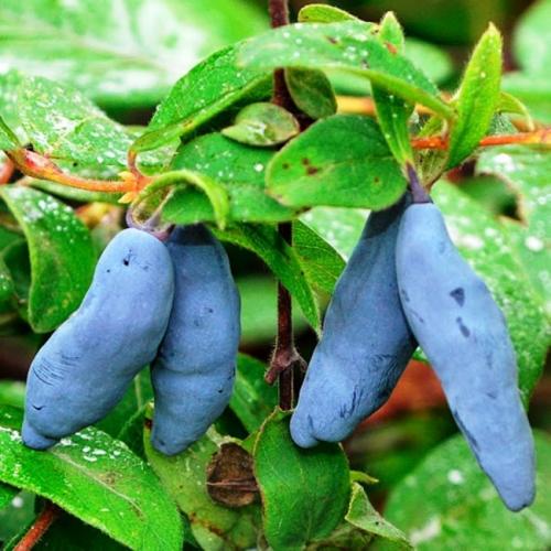 Сорта жимолости с горчинкой. Жимолость: описание 19 популярных сортов, их многообразие и особенности, как отличить ядовитые плоды (35 Фото  Видео) +Отзывы