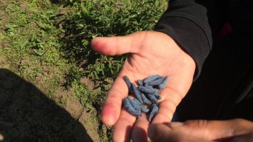 Сорта жимолости с горчинкой. Жимолость: описание 19 популярных сортов, их многообразие и особенности, как отличить ядовитые плоды (35 Фото  Видео) +Отзывы