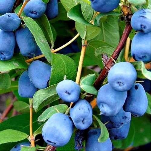 Сорта низкорослой жимолости. Лучшие сорта жимолости — ТОП-50 2022 года