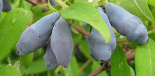 Сорта низкорослой жимолости. Лучшие сорта жимолости — ТОП-50 2022 года